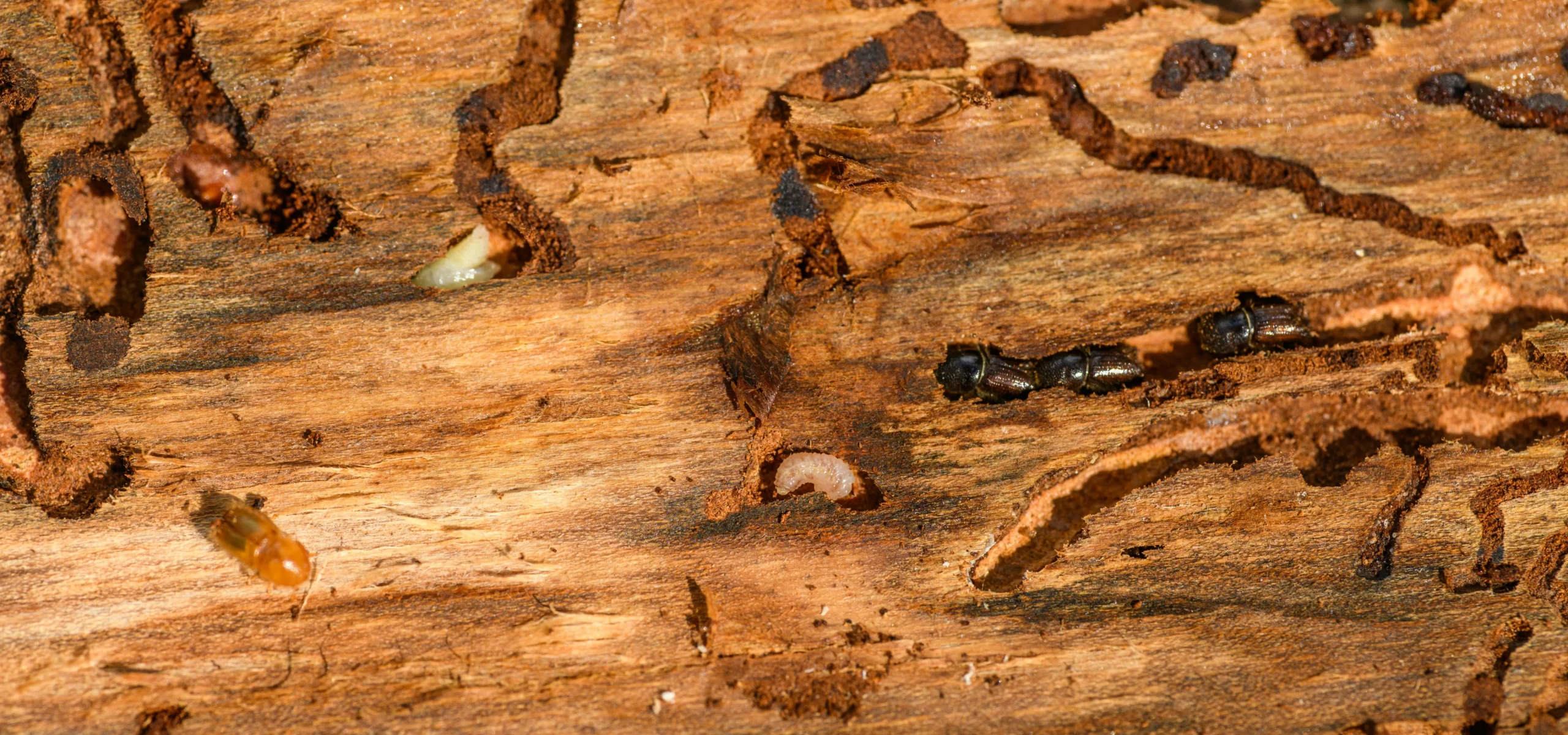 Close up of active termite infestation inside wooden furniture showing tunnels, larvae, and visible damage to the wood structure